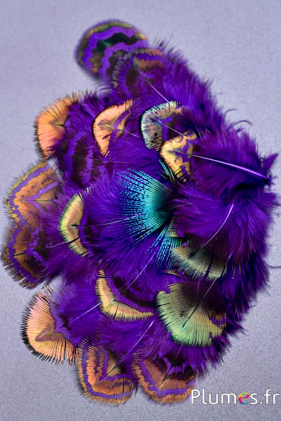 Pfau blau - 3-8 cm - braun-grün lila